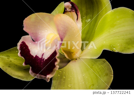 Green Cymbidium Orchid With Burgundy Lip Isolated On Black Background 137722241