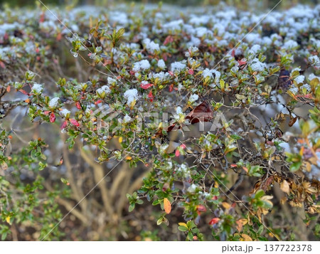 雪が積もった紅葉している生垣/The plant 雪が積もった紅葉している生垣/The plant 137722378