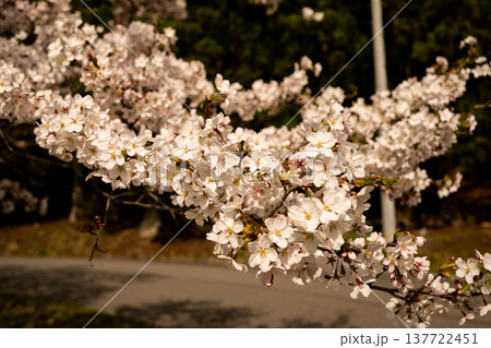 桜の花 クロースアップ 桜の花 クロースアップ 137722451