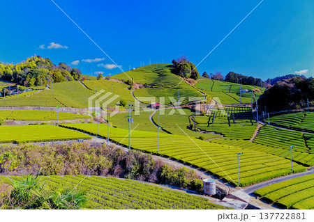 和束茶畑 137722881