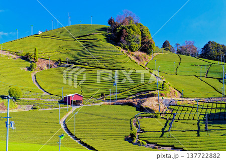 和束茶畑 137722882