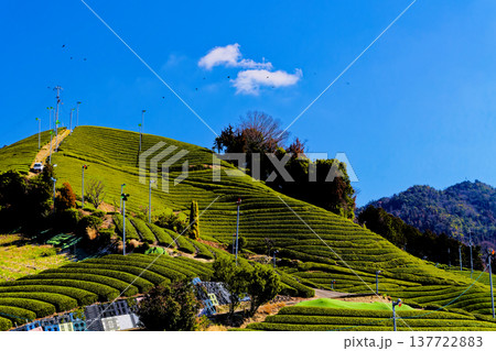 和束茶畑 137722883