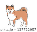 かわいい瞳で見つめる柴犬 137722957