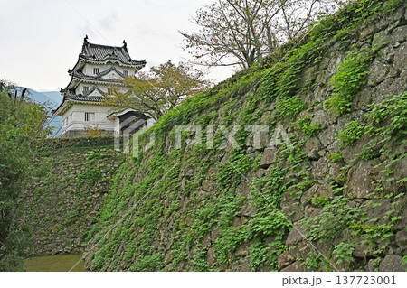 現存天守宇和島城の高く積み上げられた石垣と緑に映える美しい天守閣の外観 137723001