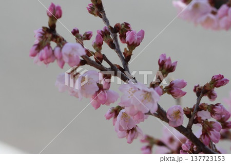 《神奈川県南足柄市》春めき桜 《神奈川県南足柄市》春めき桜 137723153