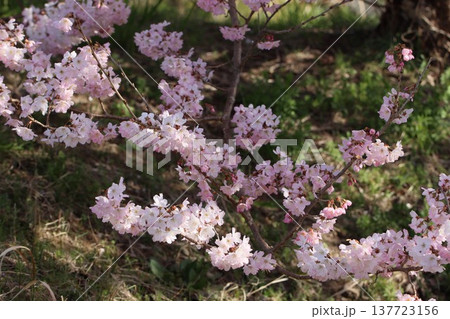 《神奈川県南足柄市》春めき桜 《神奈川県南足柄市》春めき桜 137723156