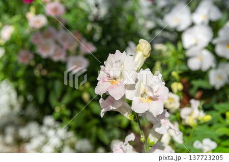 白色のキンギョソウの花 137723205