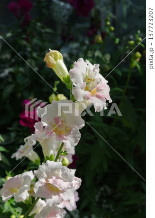 白いキンギョソウの花 白いキンギョソウの花 137723207
