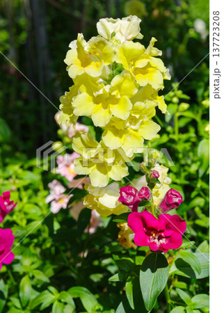 黄色のキンギョソウの花 黄色のキンギョソウの花 137723208