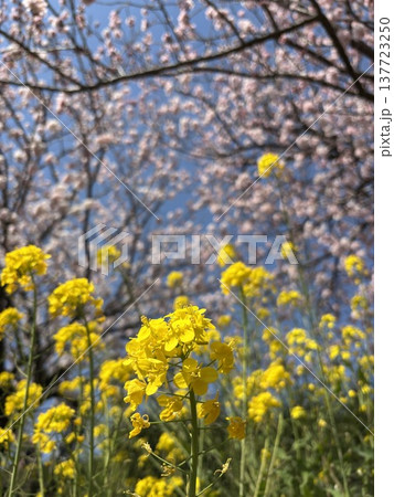 《神奈川県南足柄市》春めき桜と菜の花 《神奈川県南足柄市》春めき桜と菜の花 137723250