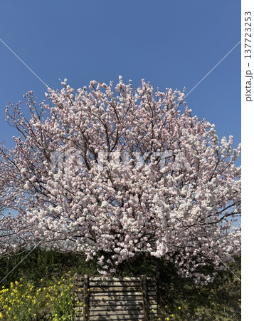 《神奈川県南足柄市》春めき桜と菜の花 《神奈川県南足柄市》春めき桜と菜の花 137723253