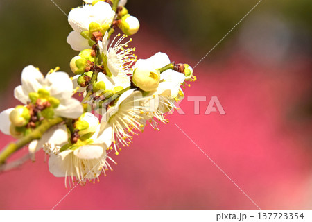 春の花　梅 137723354