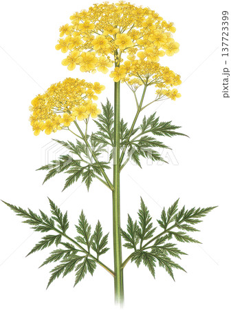 鮮やかな黄色の花が咲く植物の精密なボタニカルイラスト 137723399