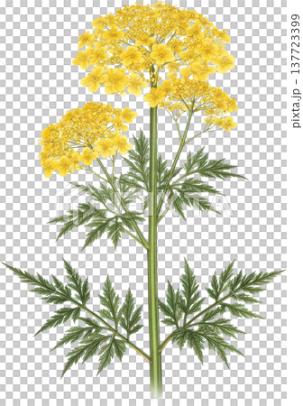 鮮やかな黄色の花が咲く植物の精密なボタニカルイラスト 137723399