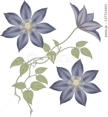 優雅に咲くクレマチスの花と蔓のボタニカルイラスト 優雅に咲くクレマチスの花と蔓のボタニカルイラスト 137723401