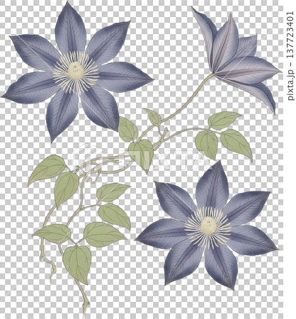 優雅に咲くクレマチスの花と蔓のボタニカルイラスト 優雅に咲くクレマチスの花と蔓のボタニカルイラスト 137723401