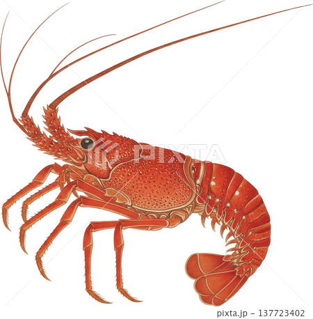 伊勢海老の精緻なイラストレーション 海洋生物の美しい姿 伊勢海老の精緻なイラストレーション 海洋生物の美しい姿 137723402