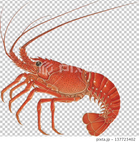 伊勢海老の精緻なイラストレーション 海洋生物の美しい姿 伊勢海老の精緻なイラストレーション 海洋生物の美しい姿 137723402