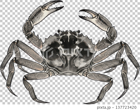 力強く優雅な水墨画のワタリガニ 手描き和風イラスト素材 力強く優雅な水墨画のワタリガニ 手描き和風イラスト素材 137723420