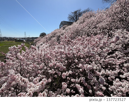 《神奈川県南足柄市》春めき桜 《神奈川県南足柄市》春めき桜 137723527