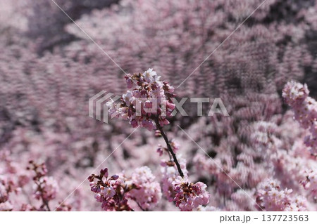 《神奈川県南足柄市》春めき桜 《神奈川県南足柄市》春めき桜 137723563