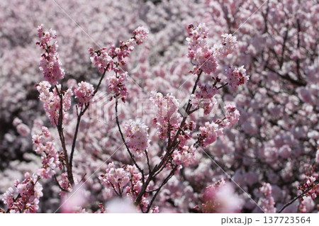 《神奈川県南足柄市》春めき桜 《神奈川県南足柄市》春めき桜 137723564