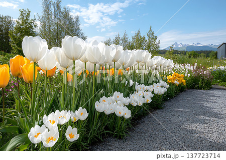 Vibrant Garden with White and Yellow Tulips Against a Blue Sky and Mountain Background 137723714