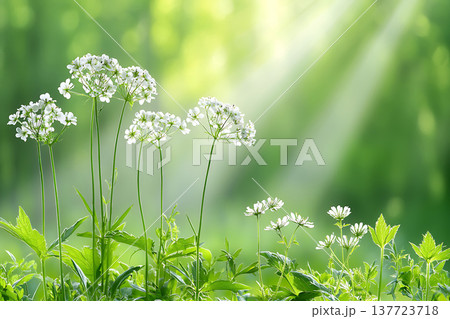 Delicate White Wildflowers Blooming with Soft Natural Light in a Lush Green Meadow 137723718