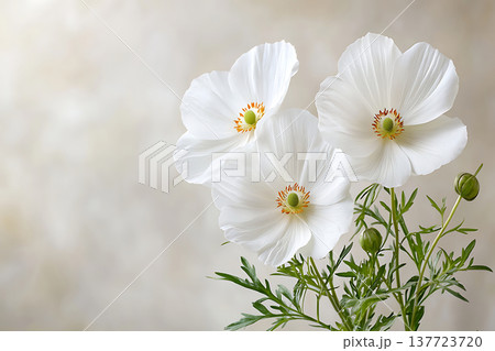 Elegant White Flowers with Delicate Petals Against a Soft Neutral Background 137723720
