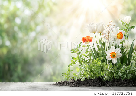 Beautiful Blooming Spring Flowers with Fresh Green Leaves and Soft Sunlight Background 137723752