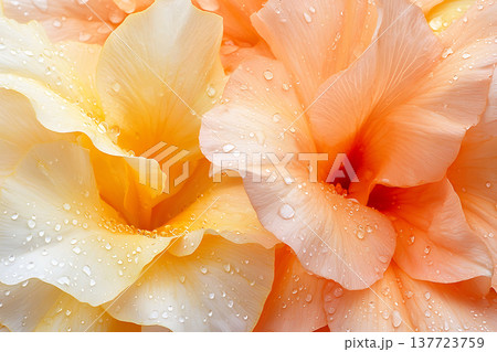 Close-Up of Delicate Flowers with Water Drops on Petals in Soft Sunlight Tone Close-Up of Delicate Flowers with Water Drops on Petals in Soft Sunlight Tone 137723759