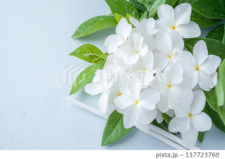 Fresh White Flowers with Green Leaves on Light Blue Background for Floral Design Projects Fresh White Flowers with Green Leaves on Light Blue Background for Floral Design Projects 137723760