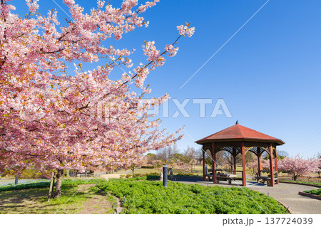 河津桜の咲く公園(名古屋市港区 戸田川緑地) 河津桜の咲く公園(名古屋市港区 戸田川緑地) 137724039