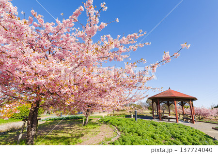 河津桜の咲く公園(名古屋市港区 戸田川緑地) 河津桜の咲く公園(名古屋市港区 戸田川緑地) 137724040