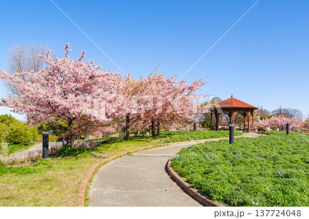 河津桜の咲く公園（名古屋市港区　戸田川緑地） 137724048