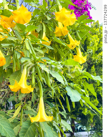 Bright yellow exotic Brugmansia flowers, known as angel trumpets, bloom against a backdrop of lush green foliage and an urban building Bright yellow exotic Brugmansia flowers, known as angel trumpets, bloom against a backdrop of lush green foliage and an urban building 137724299