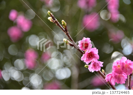 2026年の桜 137724465
