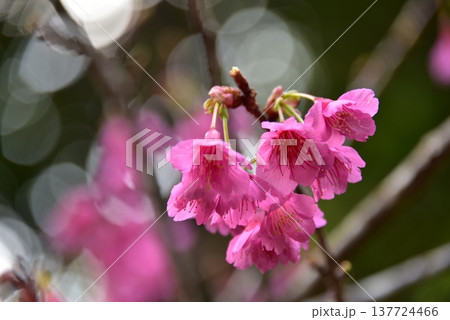 2026年の桜 2026年の桜 137724466