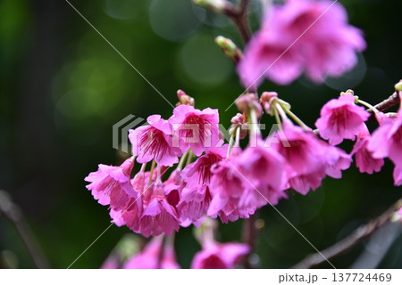 2026年の桜 137724469