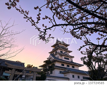 梅の花越しに見上げる今治城天守の夕暮れ（愛媛県今治市） 137724585