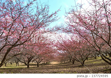 早春の公園に咲く河津桜 早春の公園に咲く河津桜 137724595