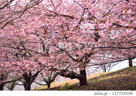 早春の公園に咲く河津桜 早春の公園に咲く河津桜 137724599