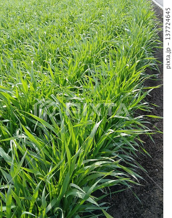 陽ざしを浴びて麦が成長　早春の田舎 137724645