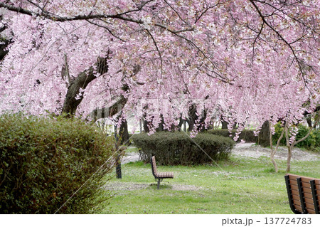 長野県上伊那郡箕輪町_みのわ天竜公園1_2023_4月 137724783
