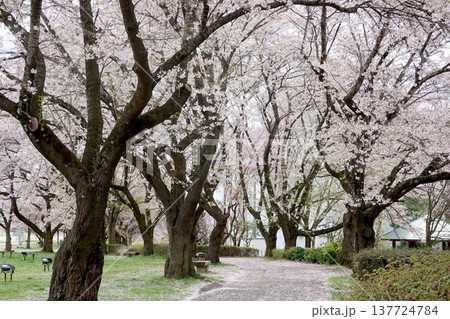 長野県上伊那郡箕輪町_みのわ天竜公園2_2023_4月 長野県上伊那郡箕輪町_みのわ天竜公園2_2023_4月 137724784