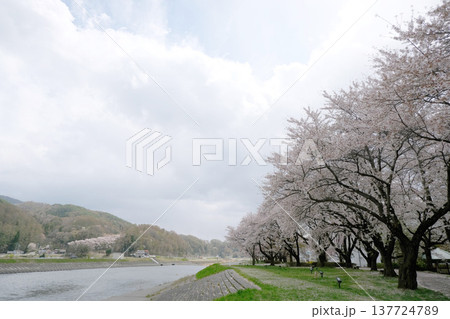 長野県上伊那郡箕輪町_みのわ天竜公園東側の天竜川14_2023_4月 長野県上伊那郡箕輪町_みのわ天竜公園東側の天竜川14_2023_4月 137724789