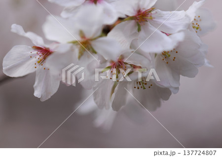 桜 00002 桜 00002 137724807