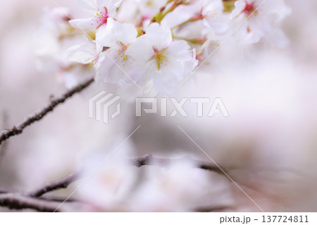 桜 00006 桜 00006 137724811