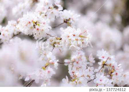 桜　00007 137724812