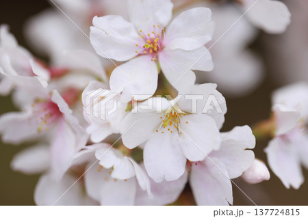 桜　00010 137724815